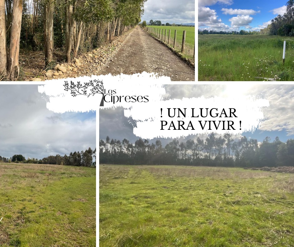 Los Cipreses - Freire